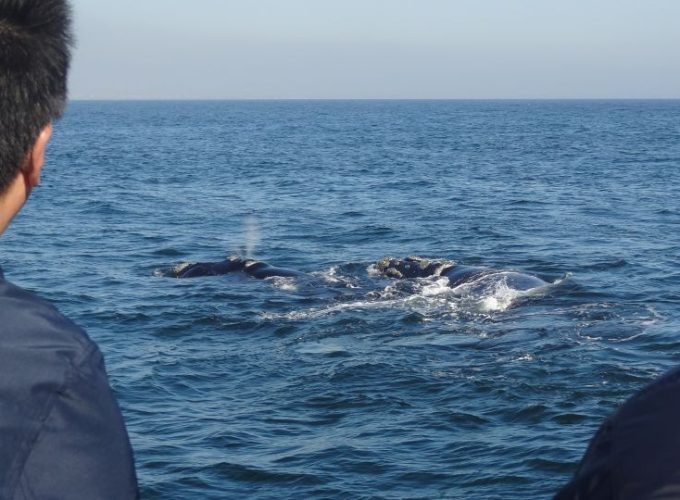 Hermanus: Boat Based Whale Watching Experience