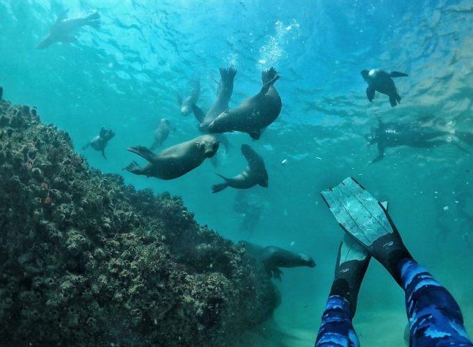 Plettenberg Bay Swim With The Seals