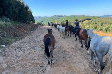 Magoebaskloof – 2.5h Picnic or Sundowner Horse Ride