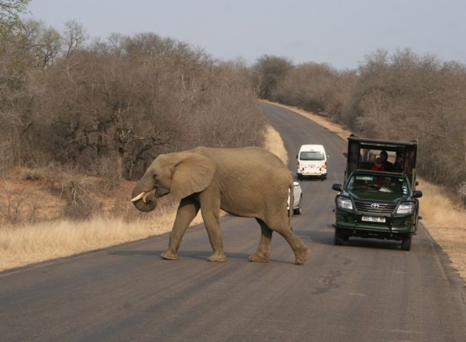 Kruger National Park Full-Day Safari