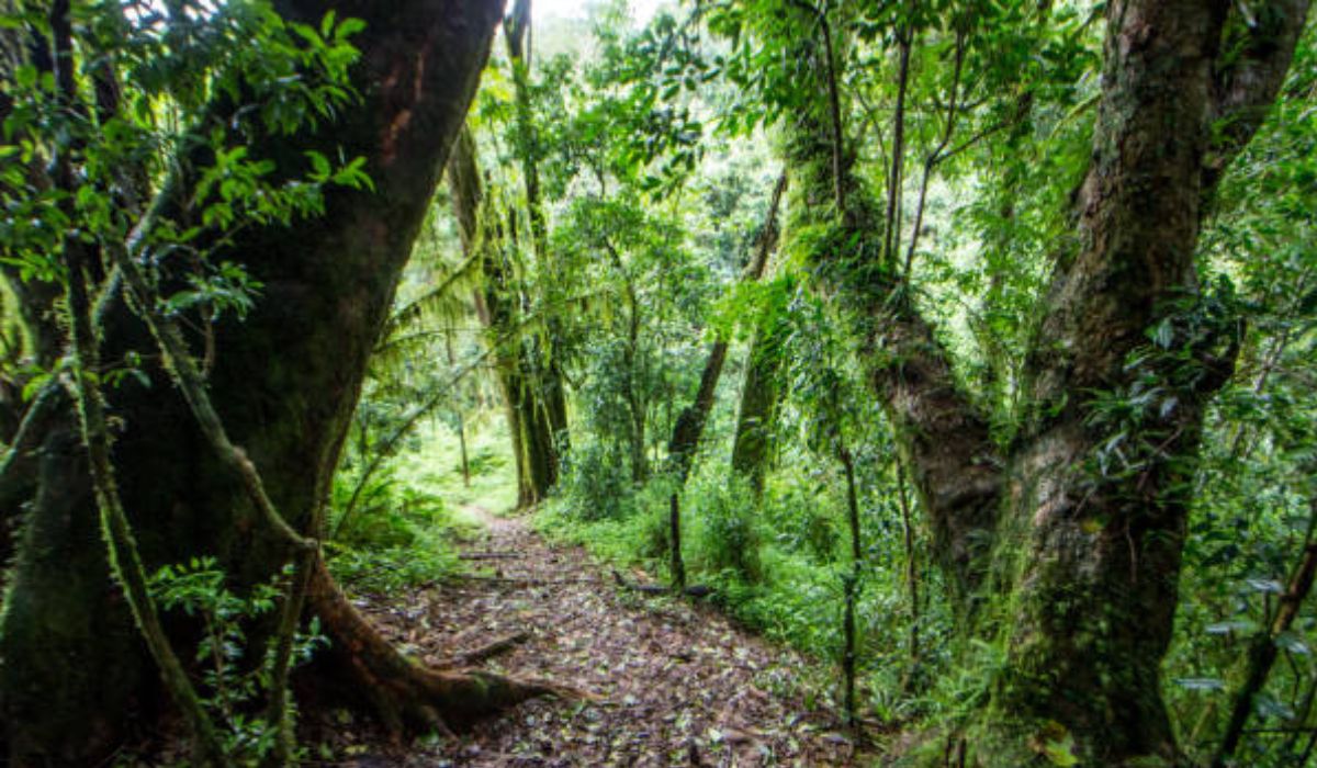 Magoebaskloof Hiking Trails