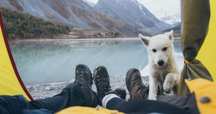 What Are the Best Pet-Friendly Travel Tips?