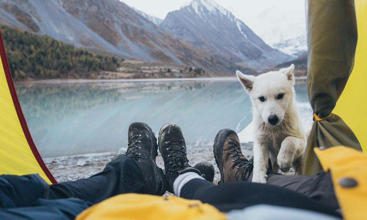 what are the best pet-friendly travel tips